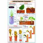 Artificial Vegetative Propagation Chart